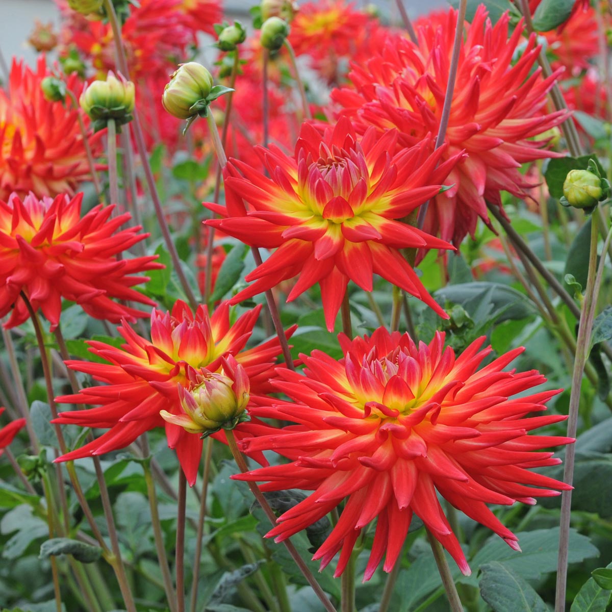 Dahlia Karma Bon Bini - meerkleurige dahlia - Fluwel