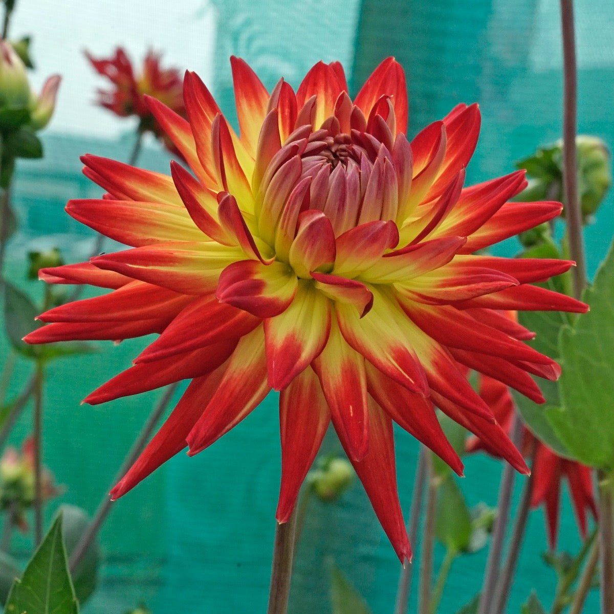 Dahlia Karma Bon Bini - meerkleurige dahlia - Fluwel