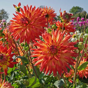 Dahlia Karma Bon Bini - Dahlias - Fluwel