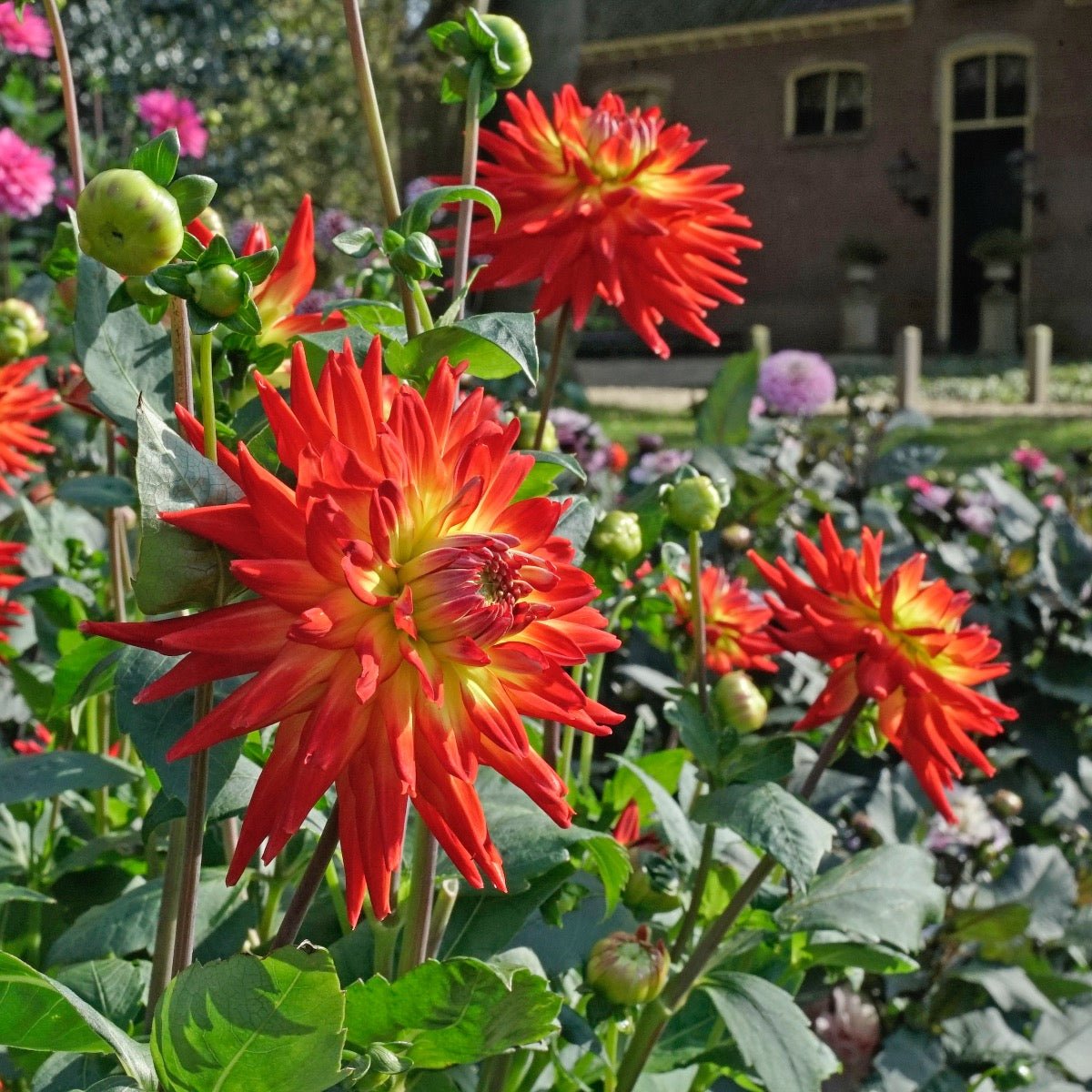 Dahlia Karma Bon Bini - meerkleurige dahlia - Fluwel