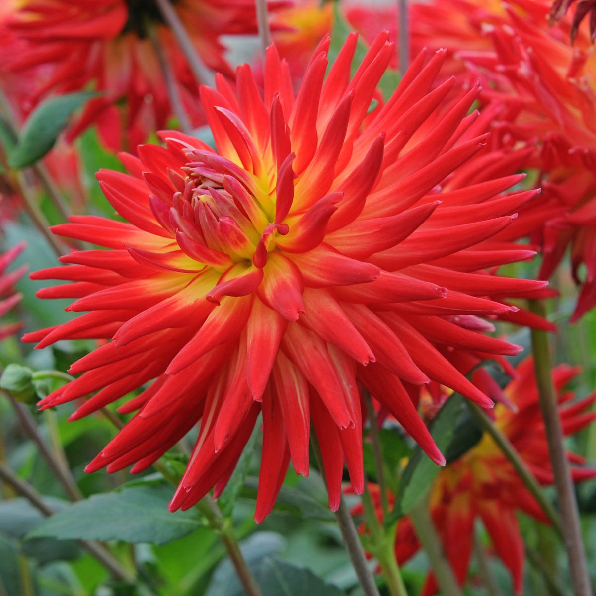 Dahlia Karma Bon Bini - meerkleurige dahlia - Fluwel