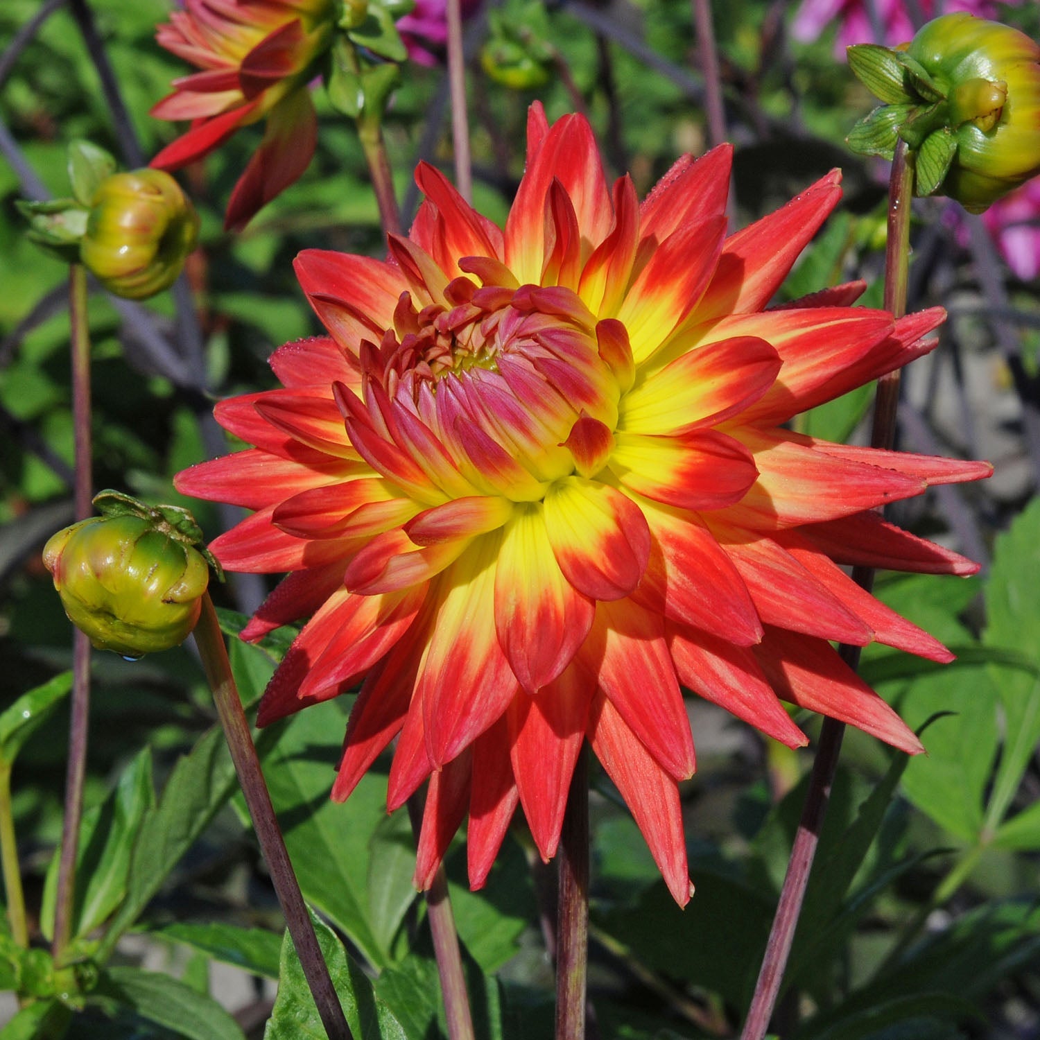 Dahlia Karma Bon Bini - meerkleurige dahlia - Fluwel
