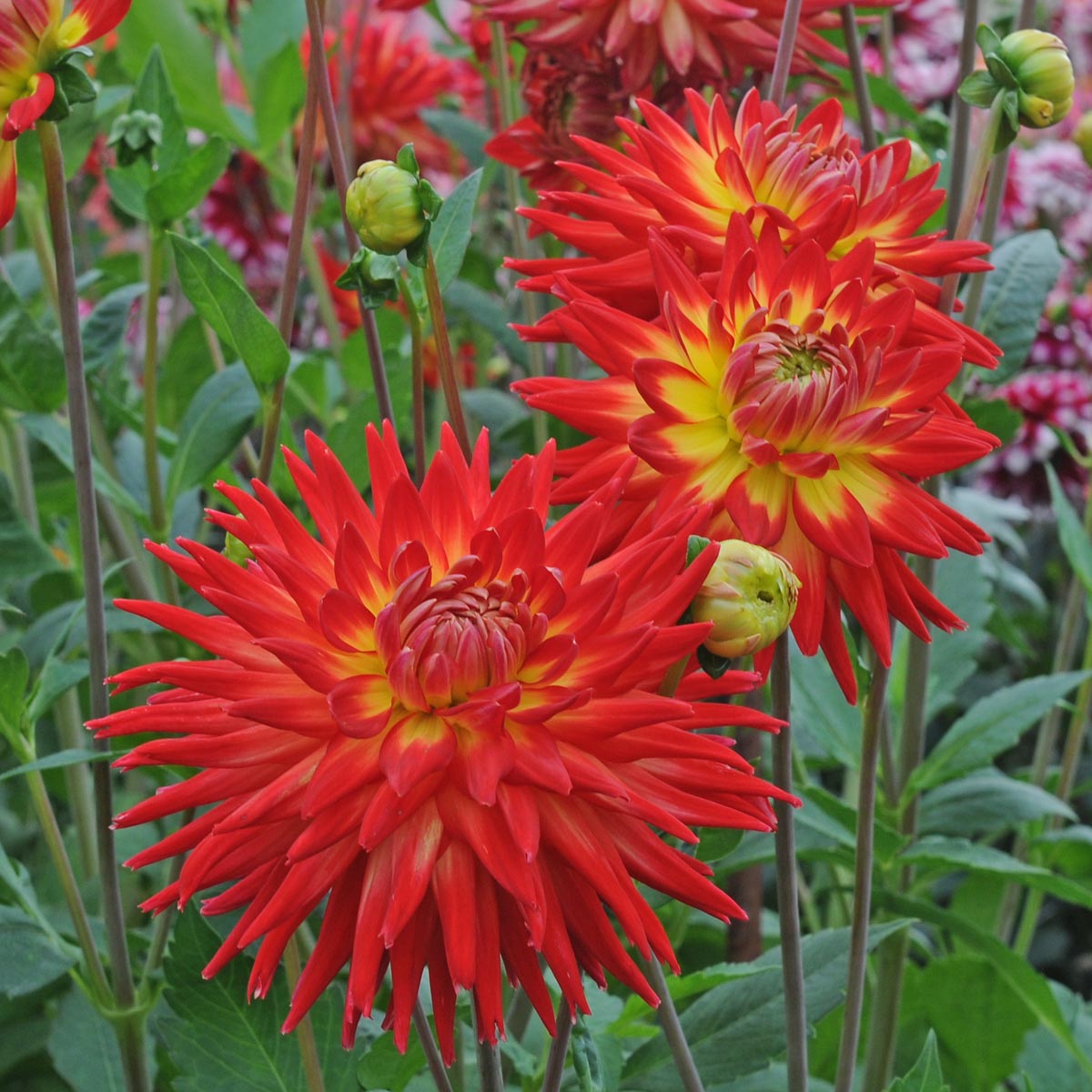 Dahlia Karma Bon Bini - meerkleurige dahlia - Fluwel