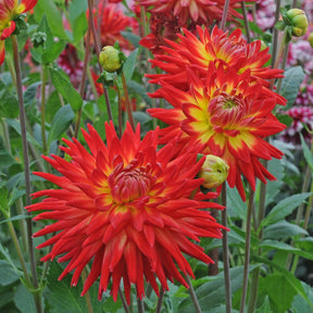Dahlia Karma Bon Bini - Dahlias - Fluwel