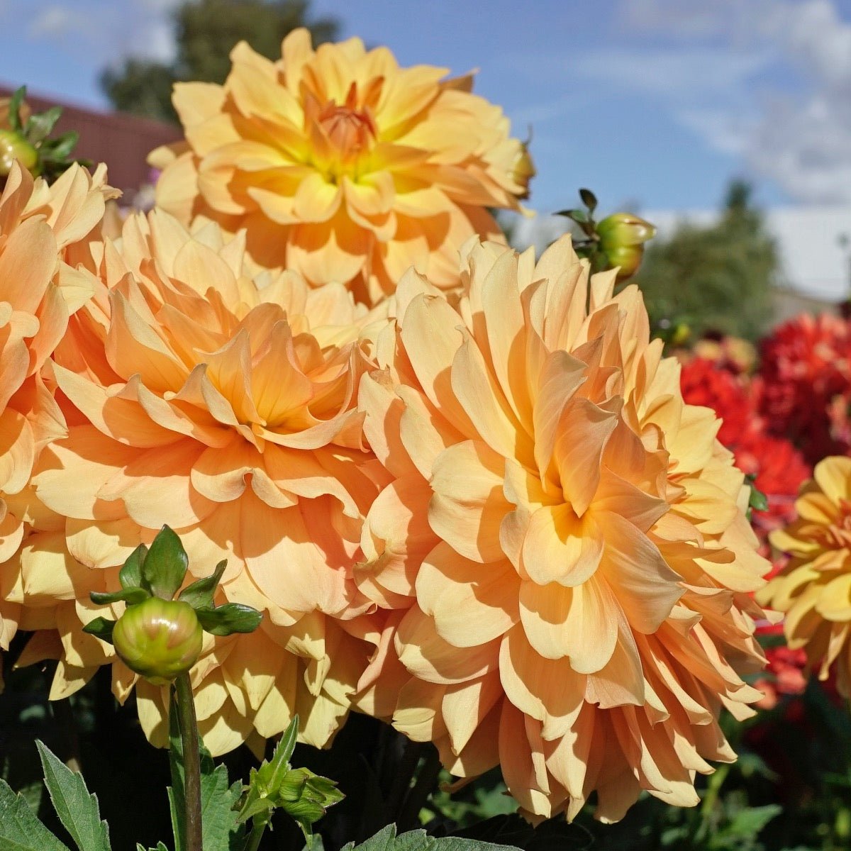 Dahlia Karma Gold - Dahlias - Fluwel