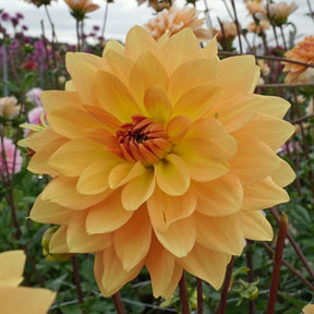 Dahlia Karma Gold - Dahlias - Fluwel