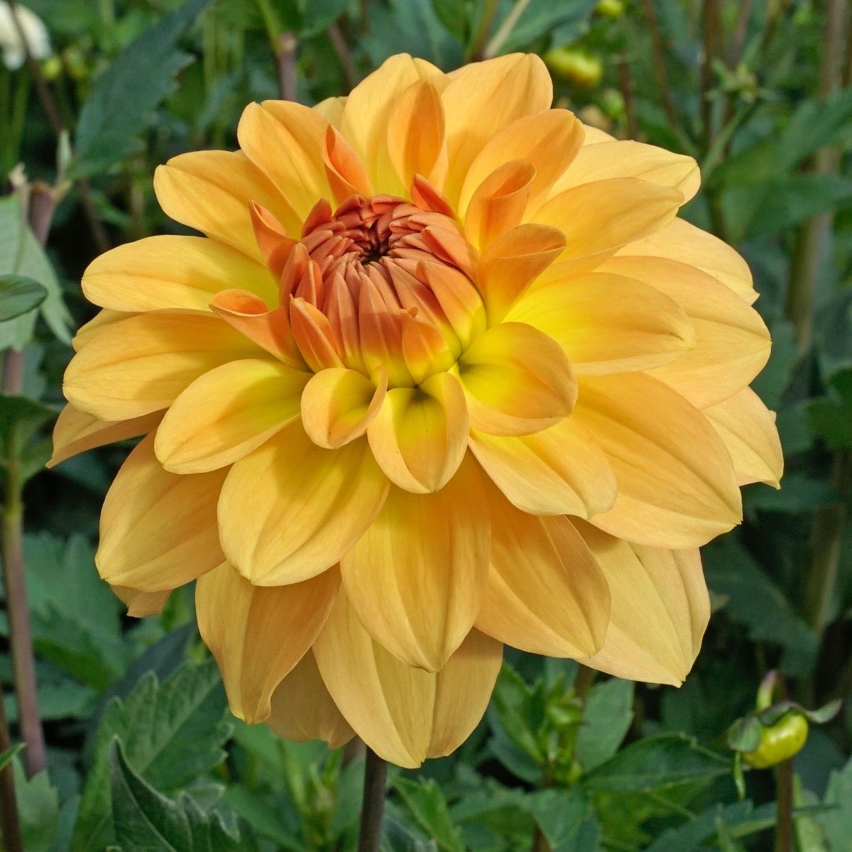 Dahlia Karma Gold - gele dahlia - Fluwel