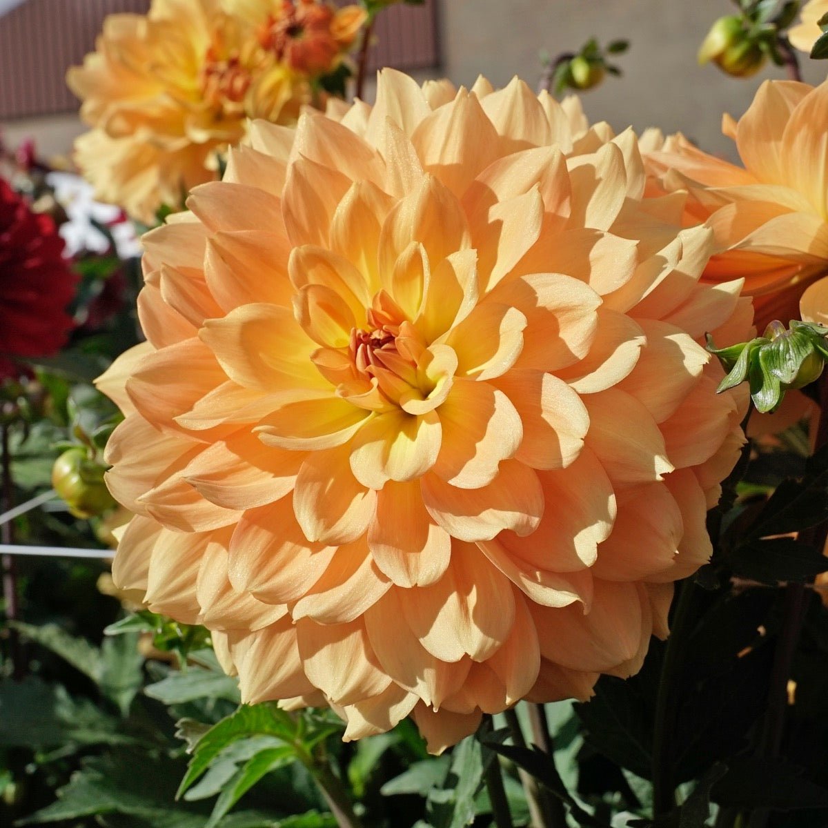 Dahlia Karma Gold - gele dahlia - Fluwel