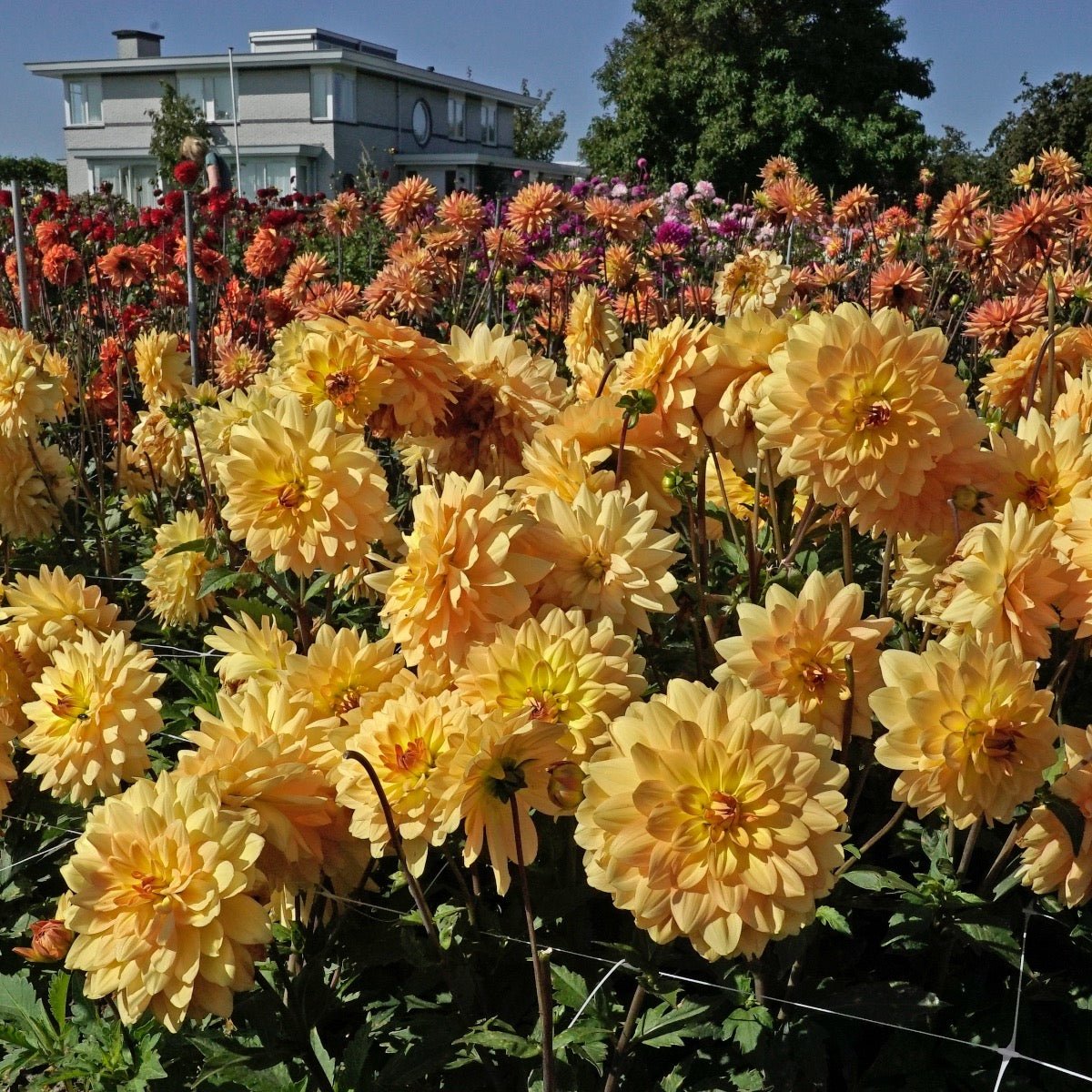 Dahlia Karma Gold - gele dahlia - Fluwel