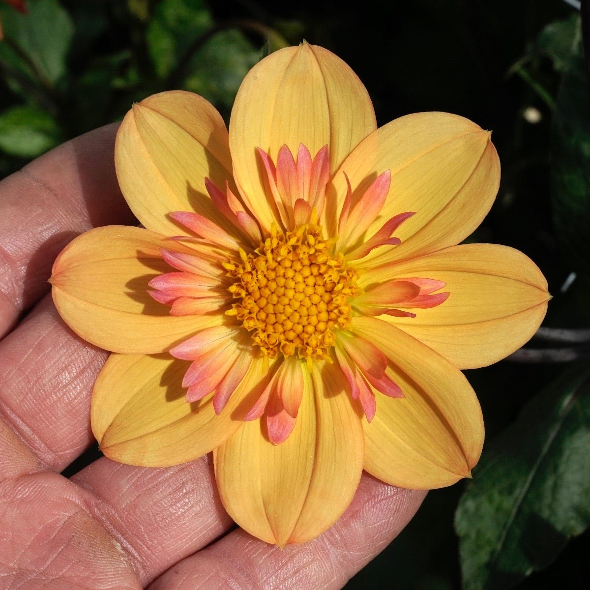 Dahlia Kelsey Annie Joy - meerkleurige dahlia - Fluwel