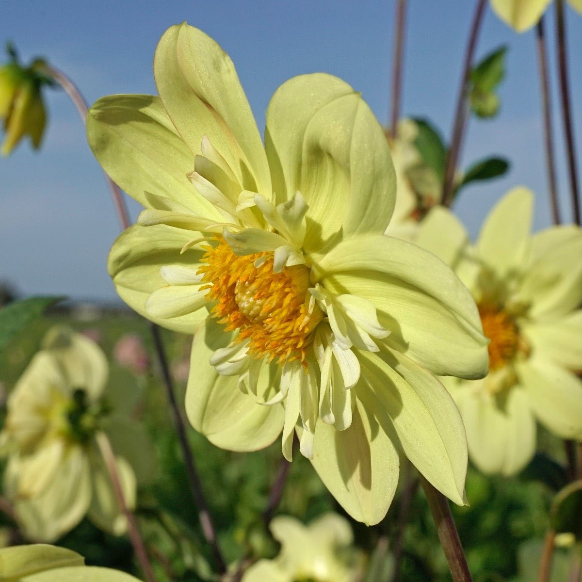 Dahlia Kelsey Sunshine - gele dahlia - Fluwel