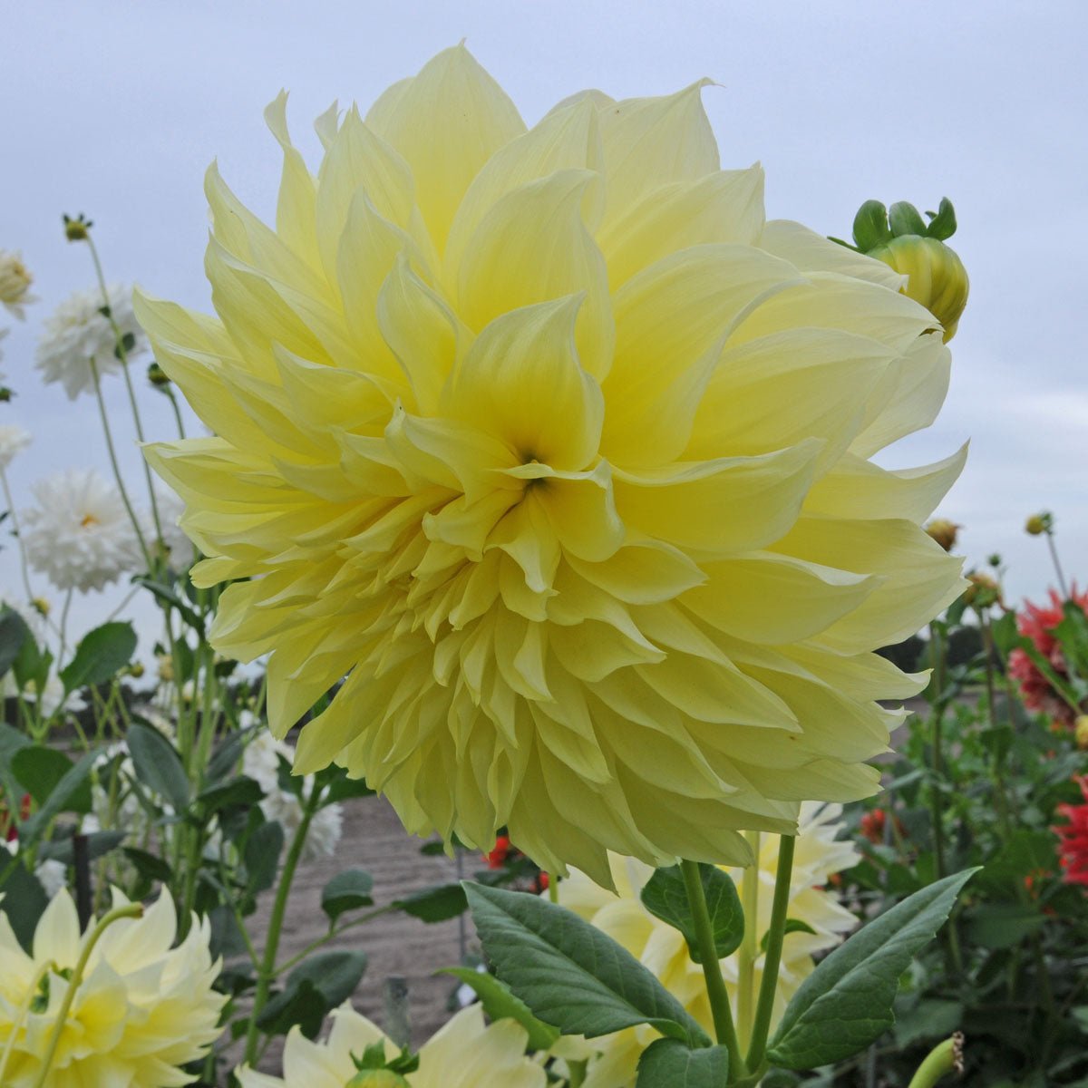 Dahlia Kelvin Floodlight - gele dahlia - Fluwel