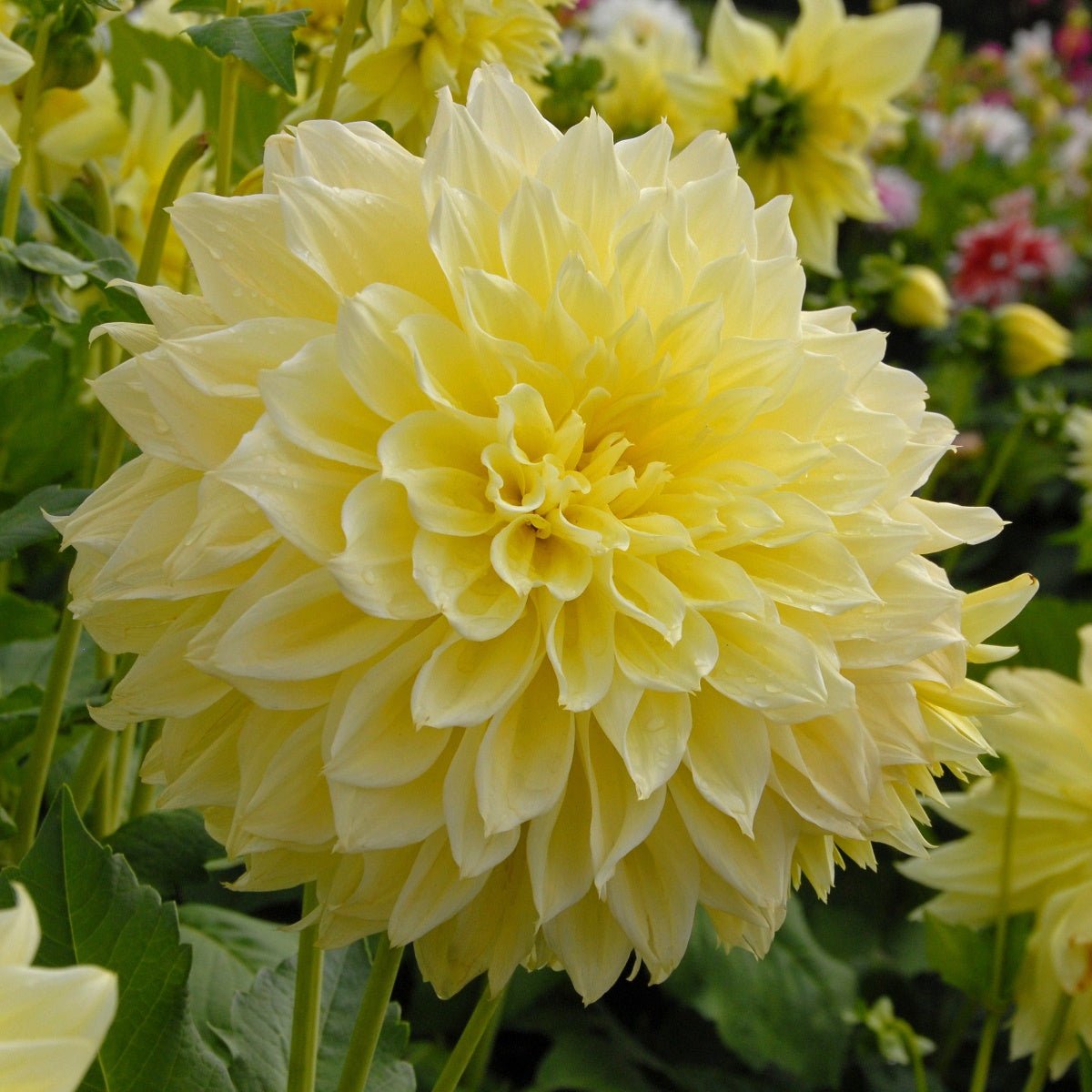 Dahlia Kelvin Floodlight - gele dahlia - Fluwel