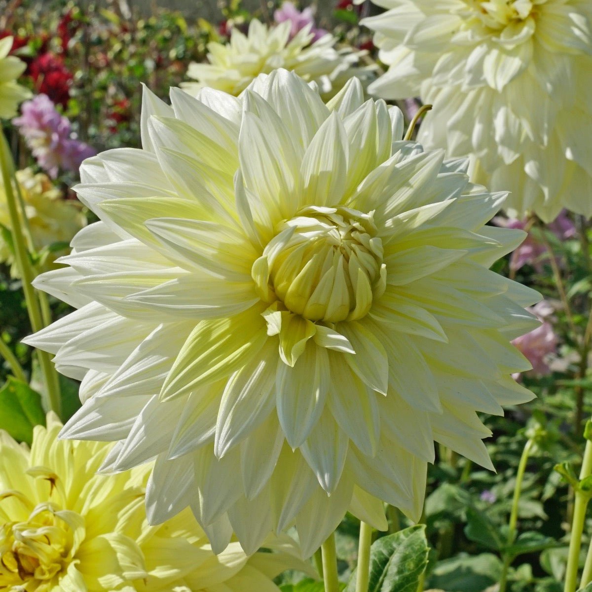 Dahlia La Luna - gele dahlia - Fluwel
