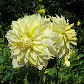 Dahlia La Luna - Dahlias - Fluwel