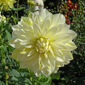 Dahlia La Luna - Dahlias - Fluwel