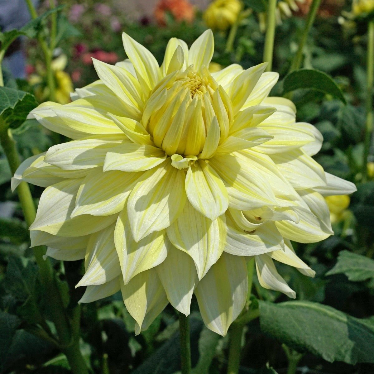 Dahlia La Luna - gele dahlia - Fluwel