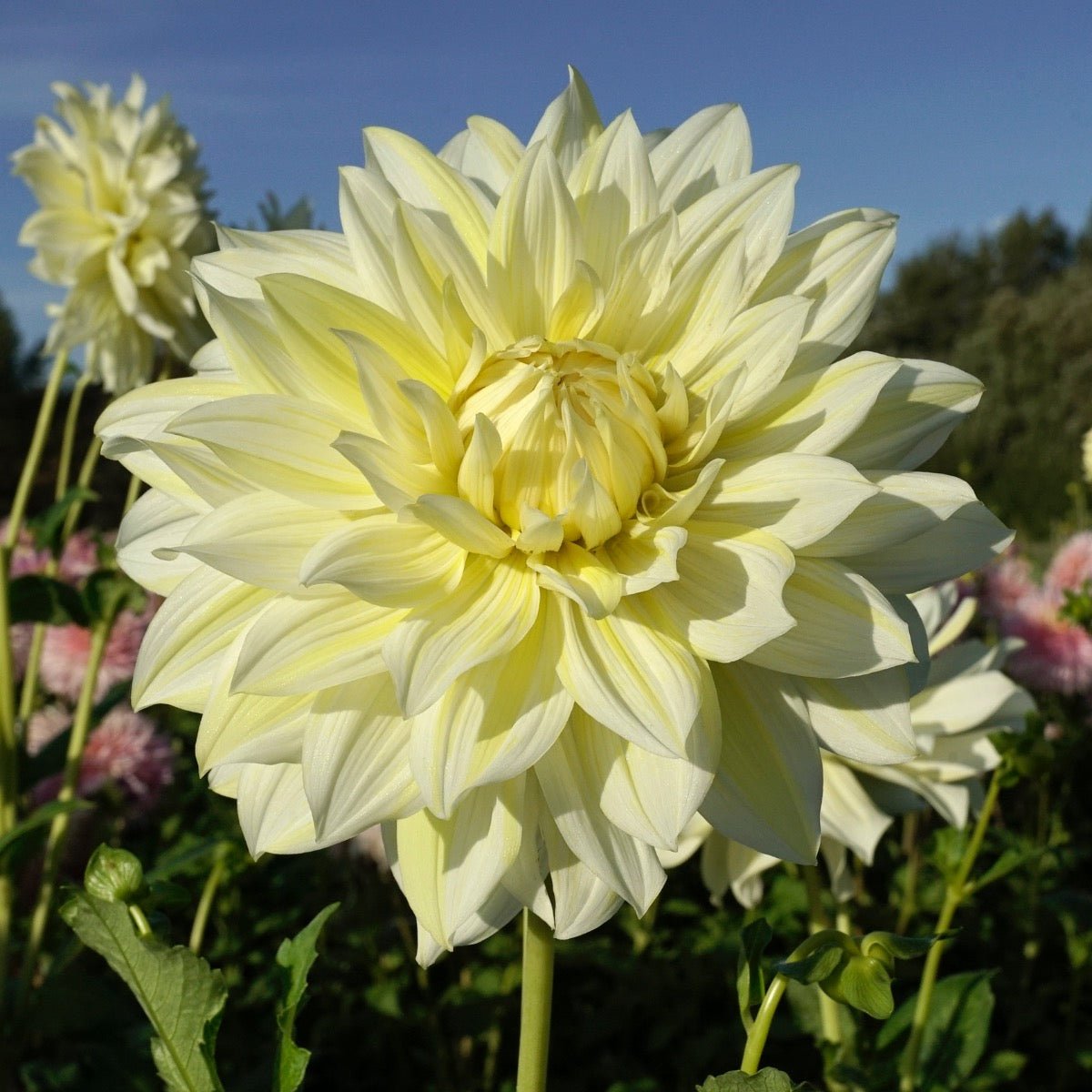 Dahlia La Luna - gele dahlia - Fluwel