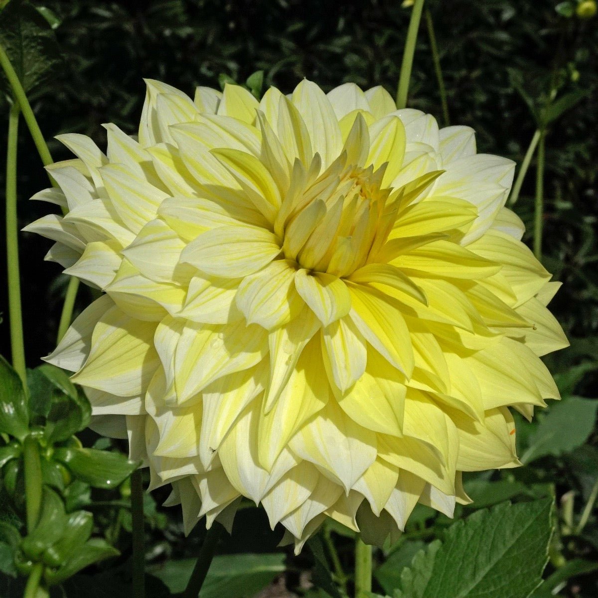 Dahlia La Luna - gele dahlia - Fluwel