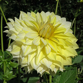 Dahlia La Luna - Dahlias - Fluwel