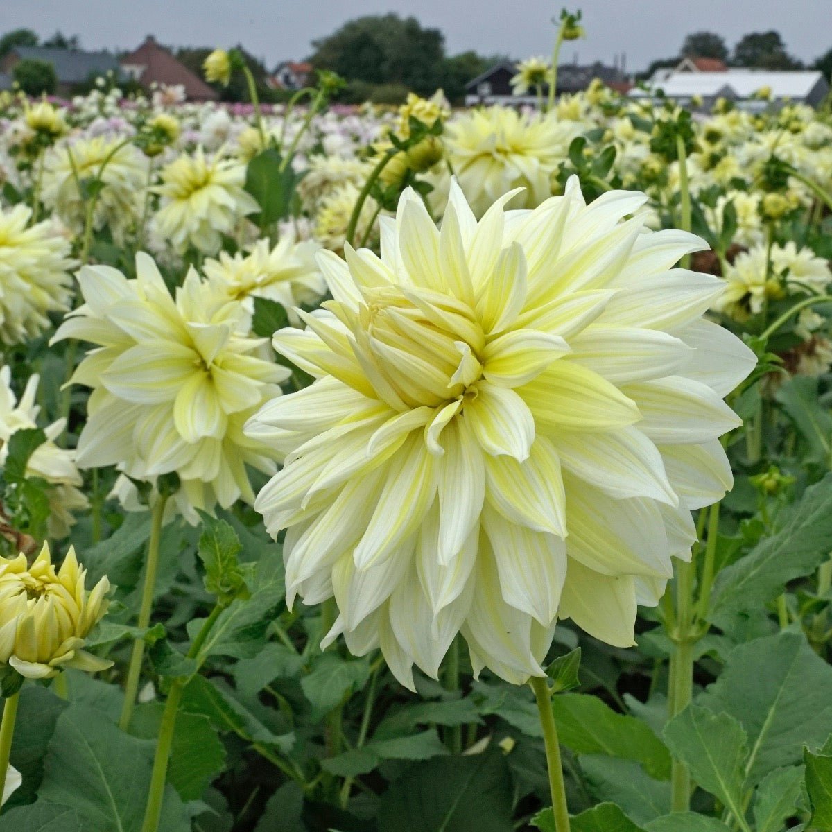 Dahlia La Luna - gele dahlia - Fluwel