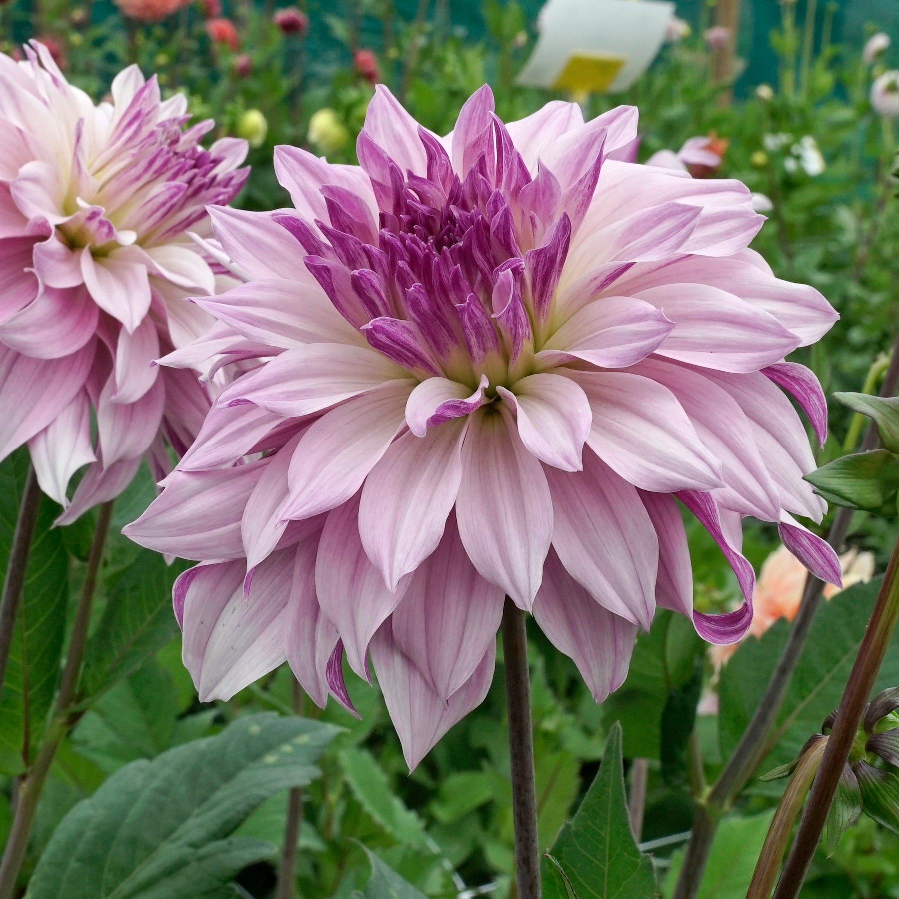 Dahlia Labyrinth Two Tone - Dahlias - Fluwel