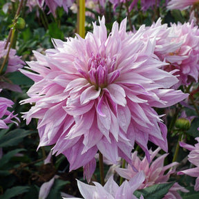 Dahlia Labyrinth Two Tone - Dahlias - Fluwel