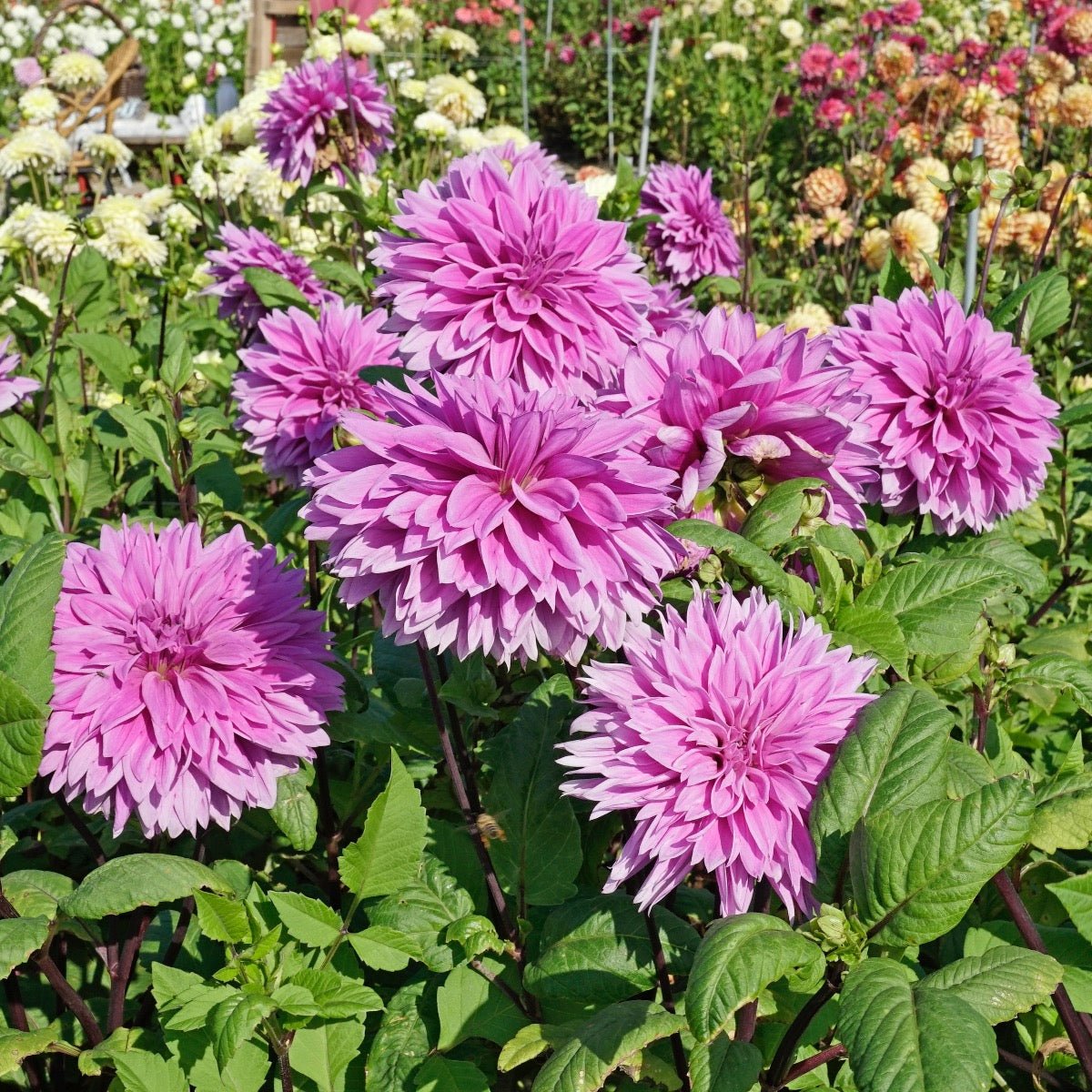Dahlia Lilac Time - paarse dahlia - Fluwel
