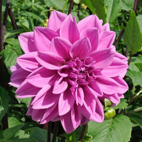 Dahlia Lilac Time - Dahlias - Fluwel