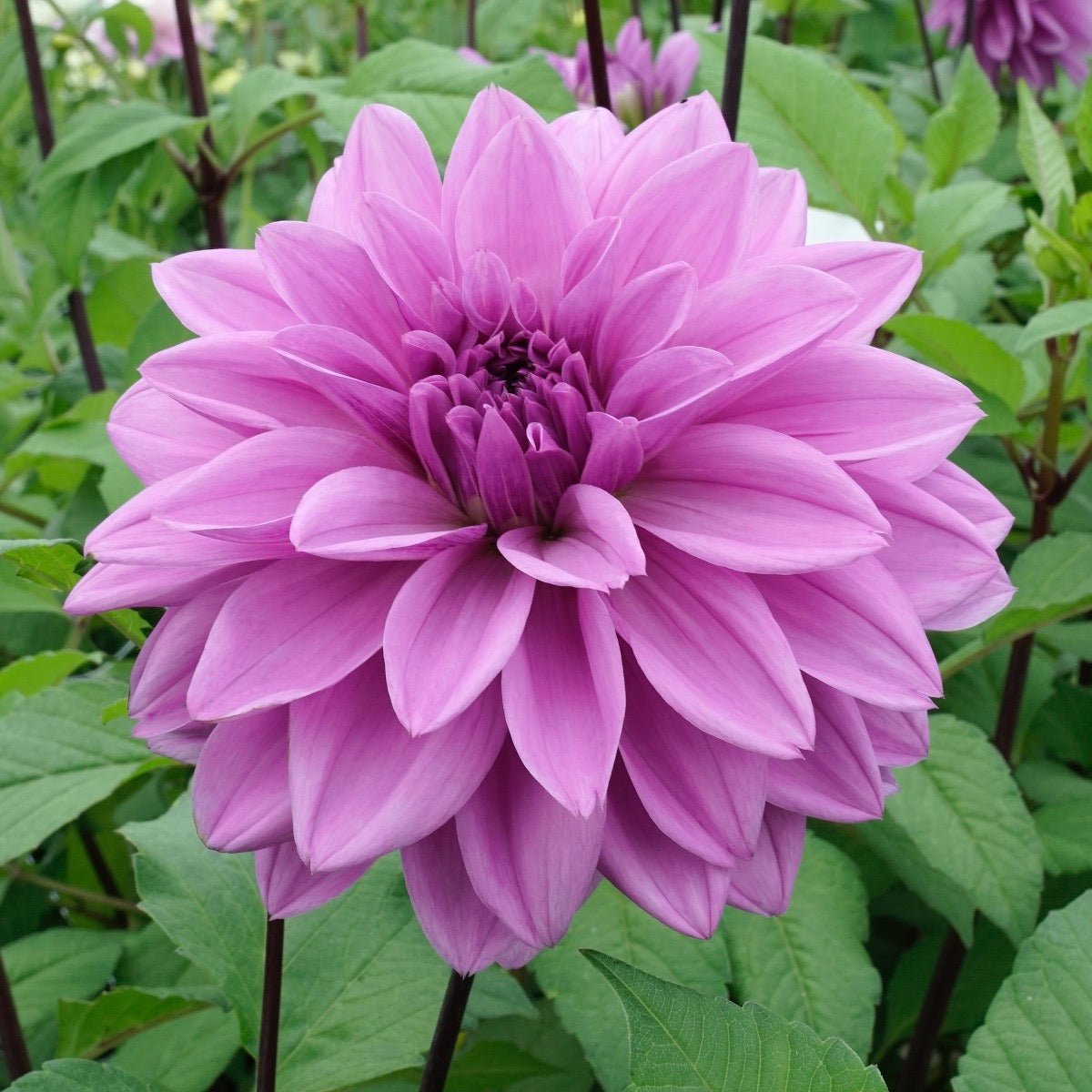 Dahlia Lilac Time - paarse dahlia - Fluwel