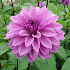 Dahlia Lilac Time - Dahlias - Fluwel