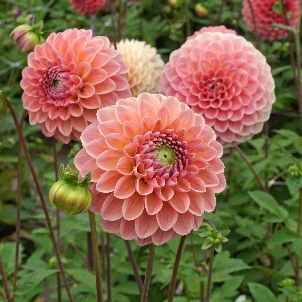Dahlia Linda's Baby - roze dahlia - Fluwel