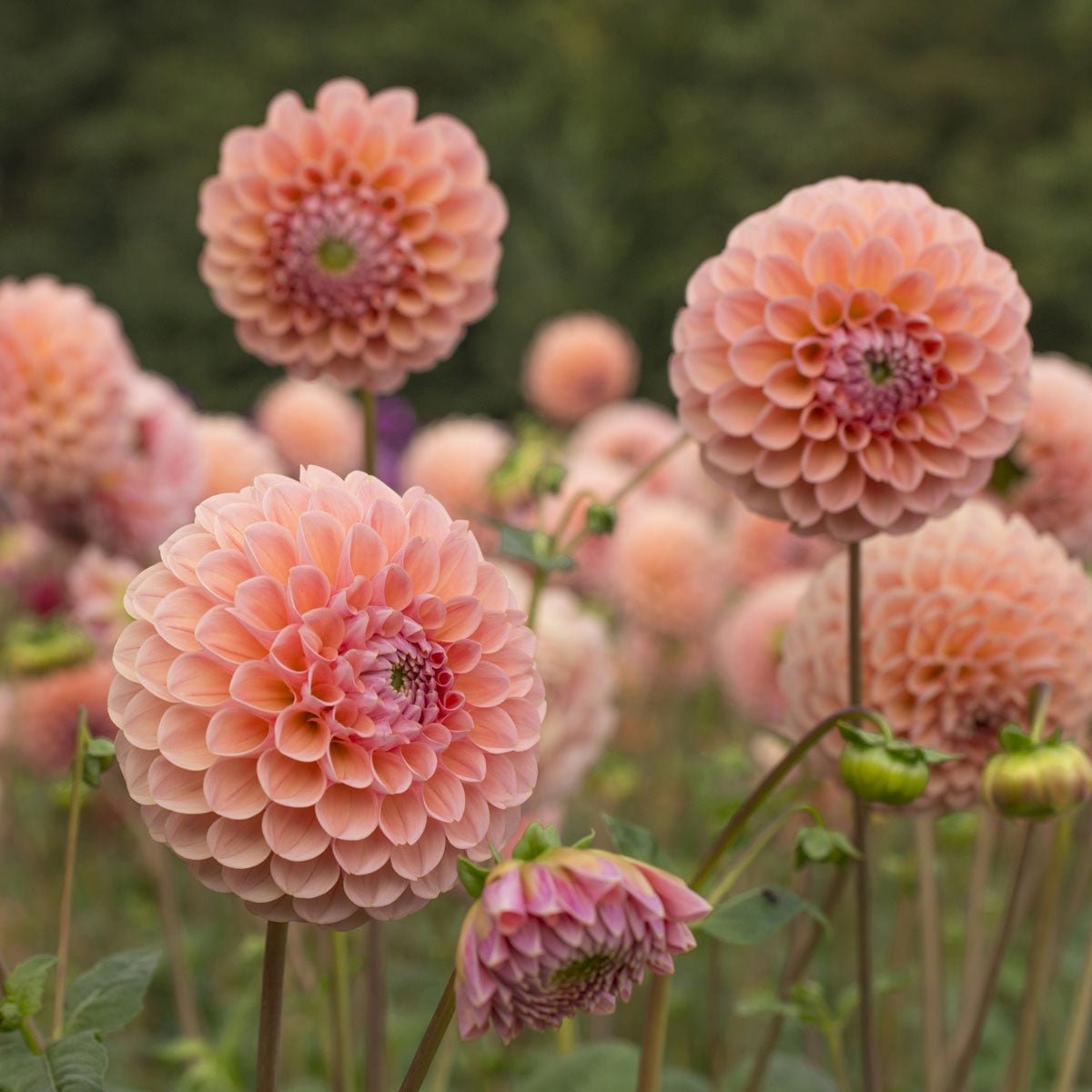 Dahlia Linda's Baby - roze dahlia - Fluwel