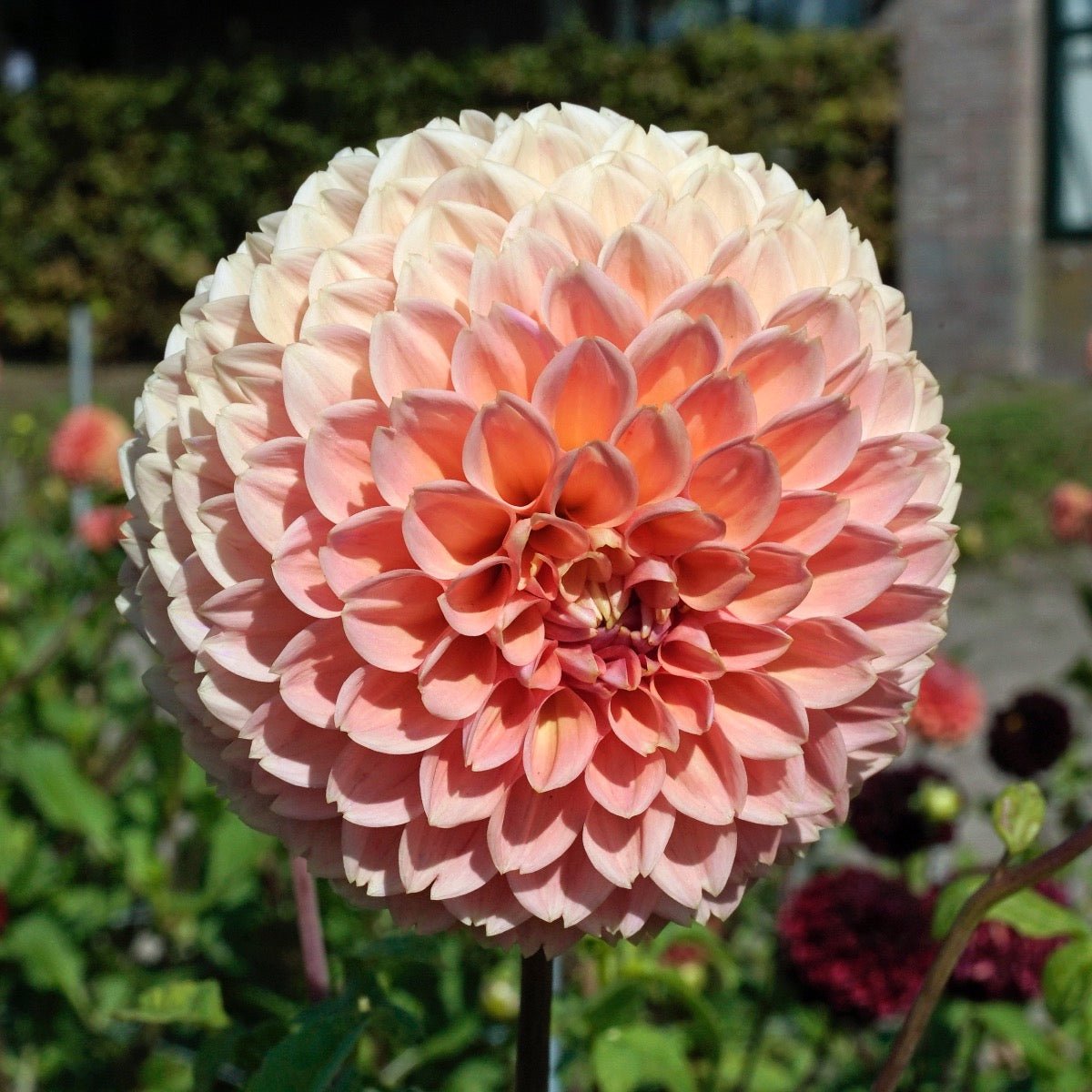 Dahlia Linda's Baby - roze dahlia - Fluwel