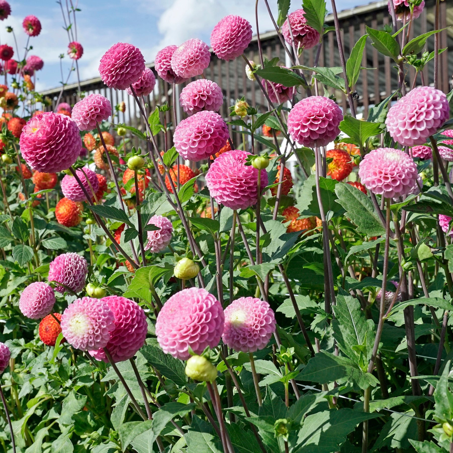 Dahlia Maaike - Dahlias - Fluwel