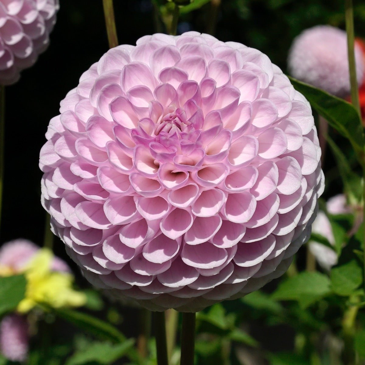 Dahlia Megan Dean - roze dahlia - Fluwel