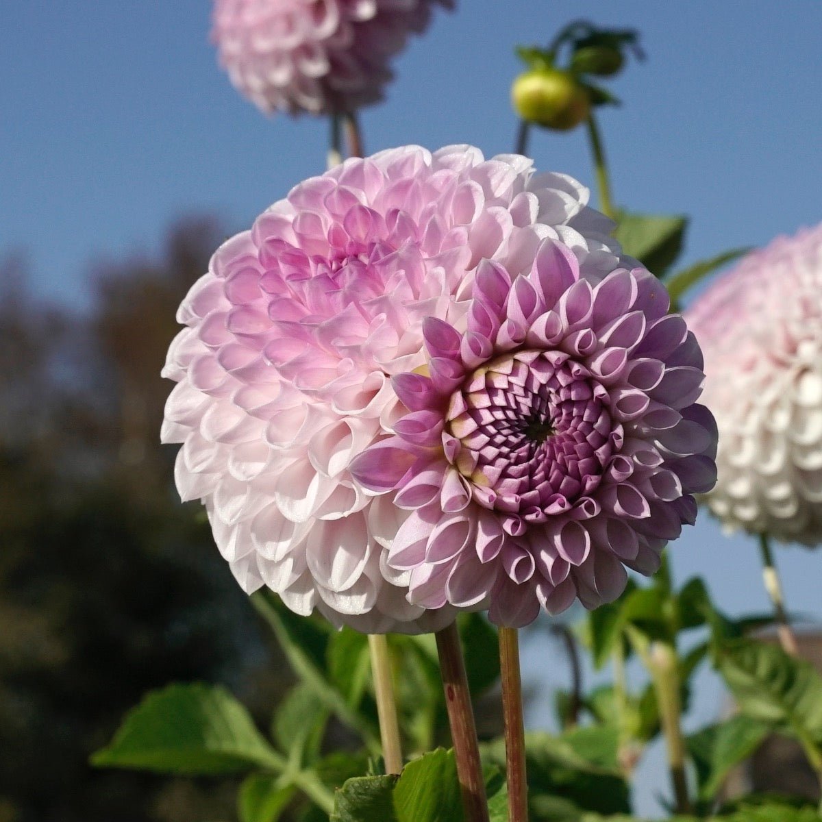 Dahlia Megan Dean - roze dahlia - Fluwel