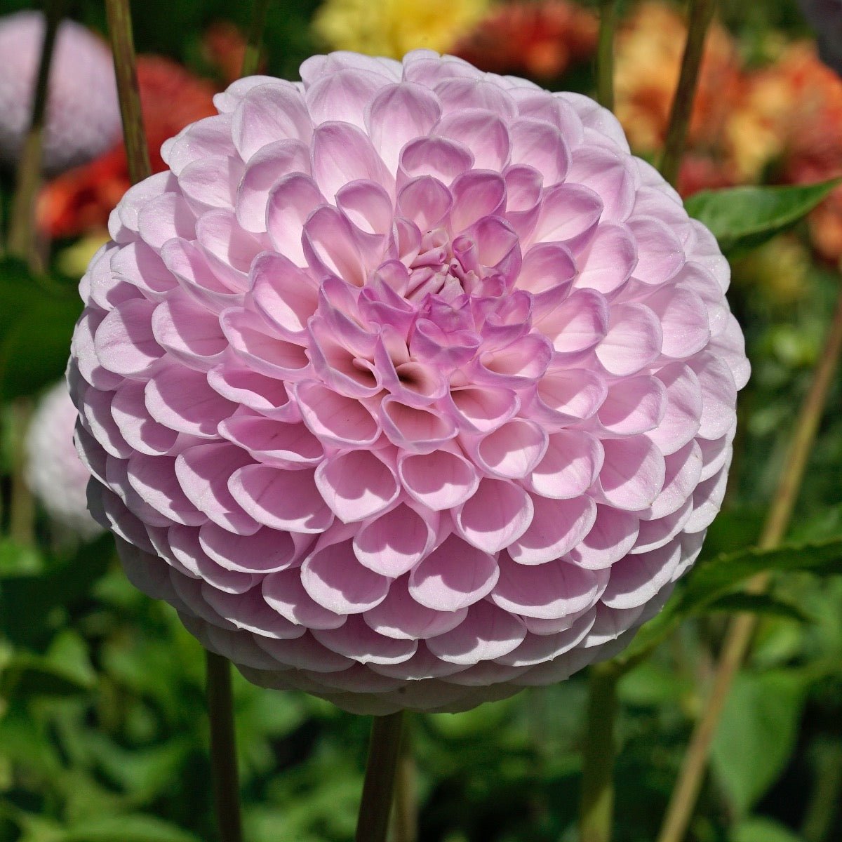 Dahlia Megan Dean - roze dahlia - Fluwel