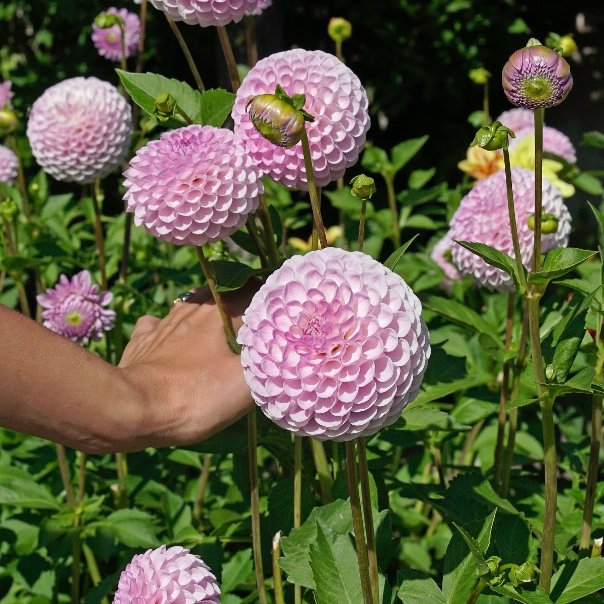 Dahlia Megan Dean - roze dahlia - Fluwel