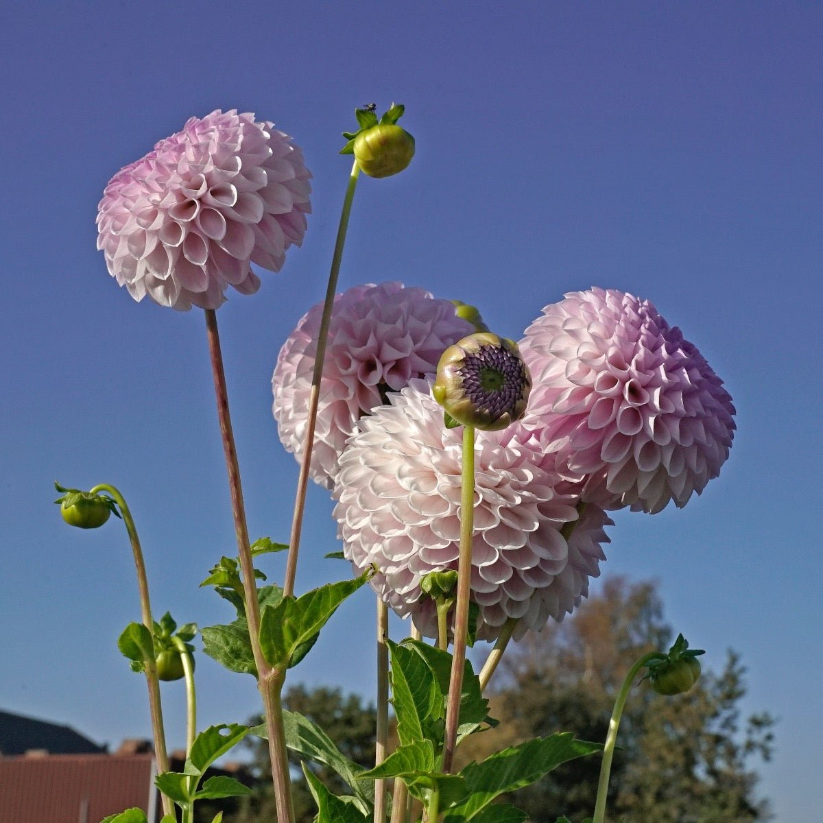 Dahlia Megan Dean - roze dahlia - Fluwel