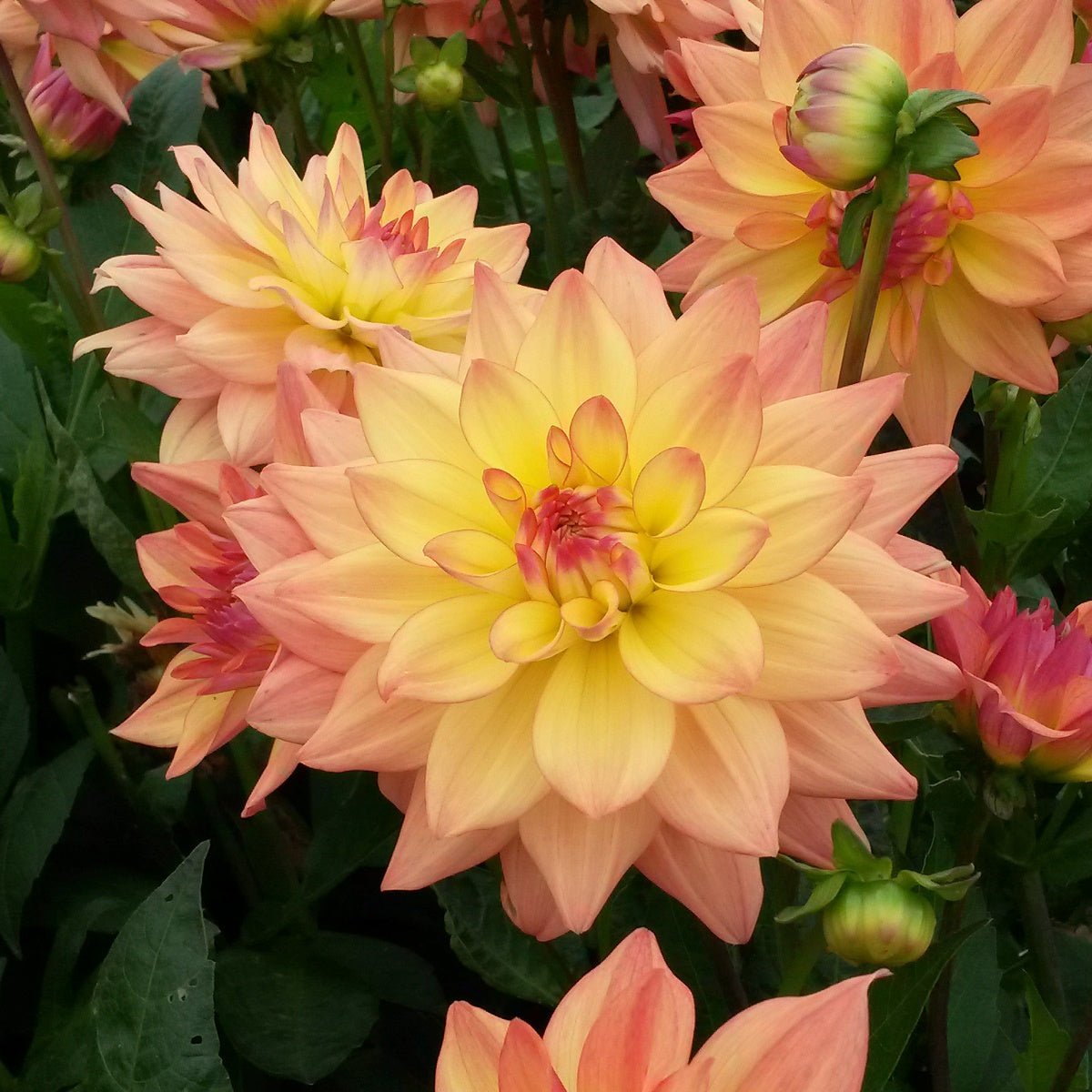Dahlia Melody Dora - meerkleurige dahlia - Fluwel