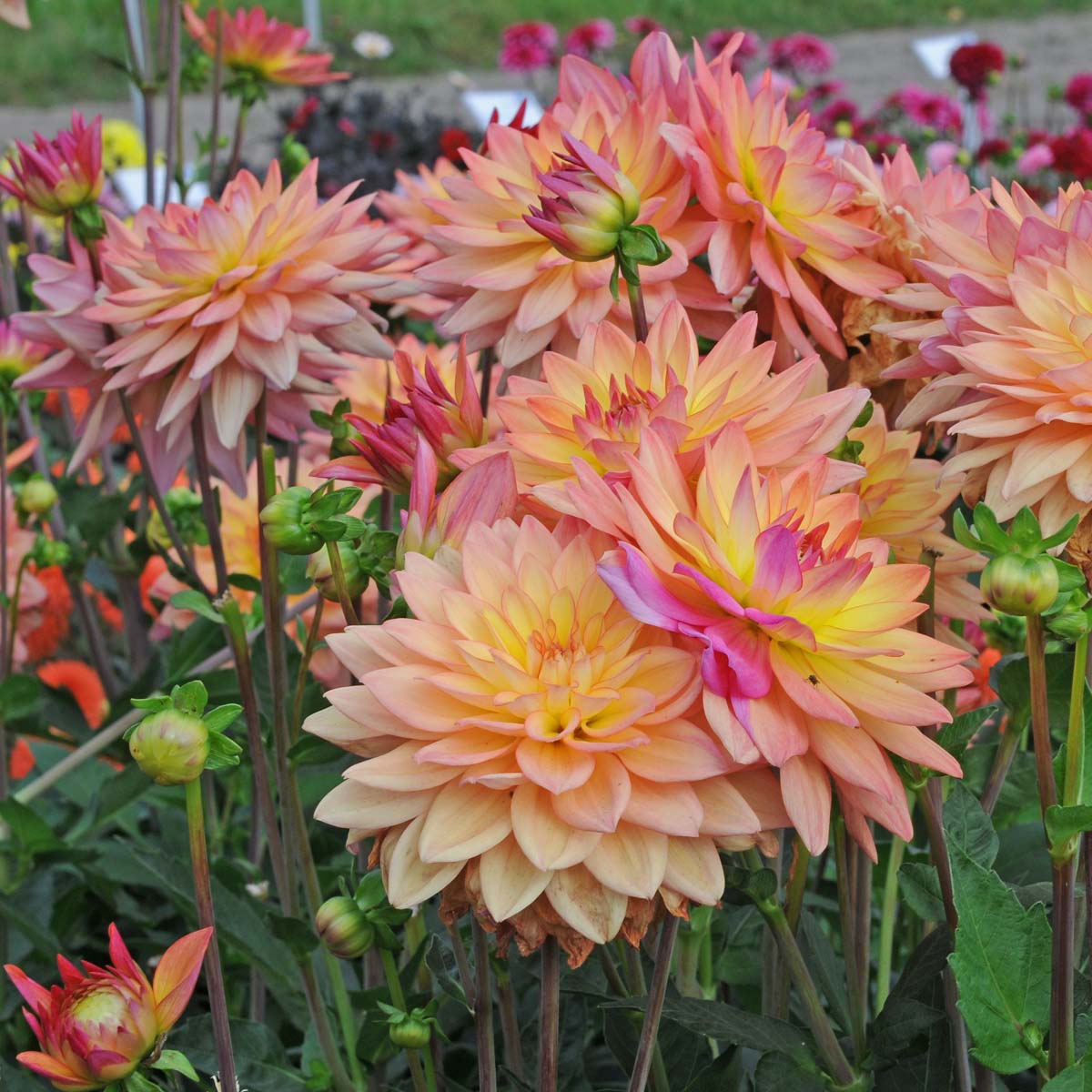 Dahlia Melody Dora - meerkleurige dahlia - Fluwel