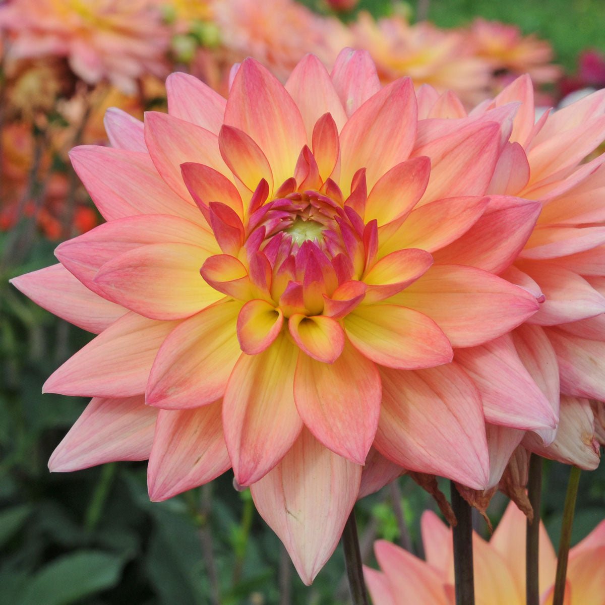 Dahlia Melody Dora - meerkleurige dahlia - Fluwel