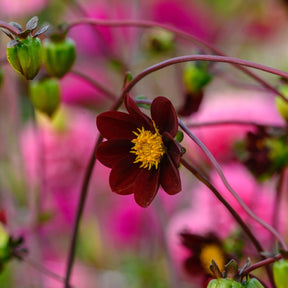 Dahlia Mexican Star - Dahlias - Fluwel