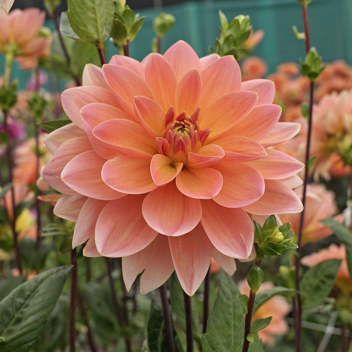 Dahlia Mister Frans - roze dahlia - Fluwel