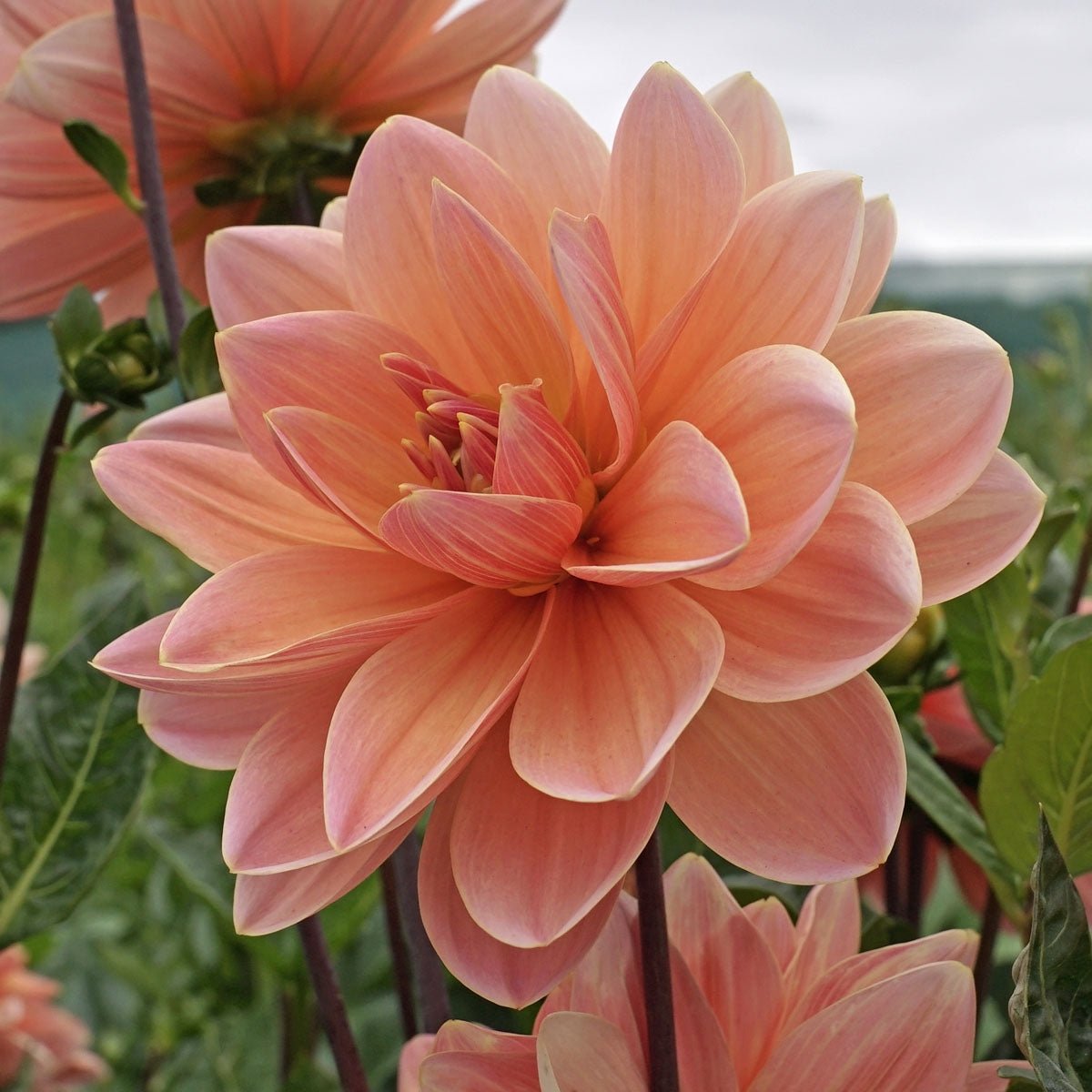Dahlia Mister Frans - roze dahlia - Fluwel