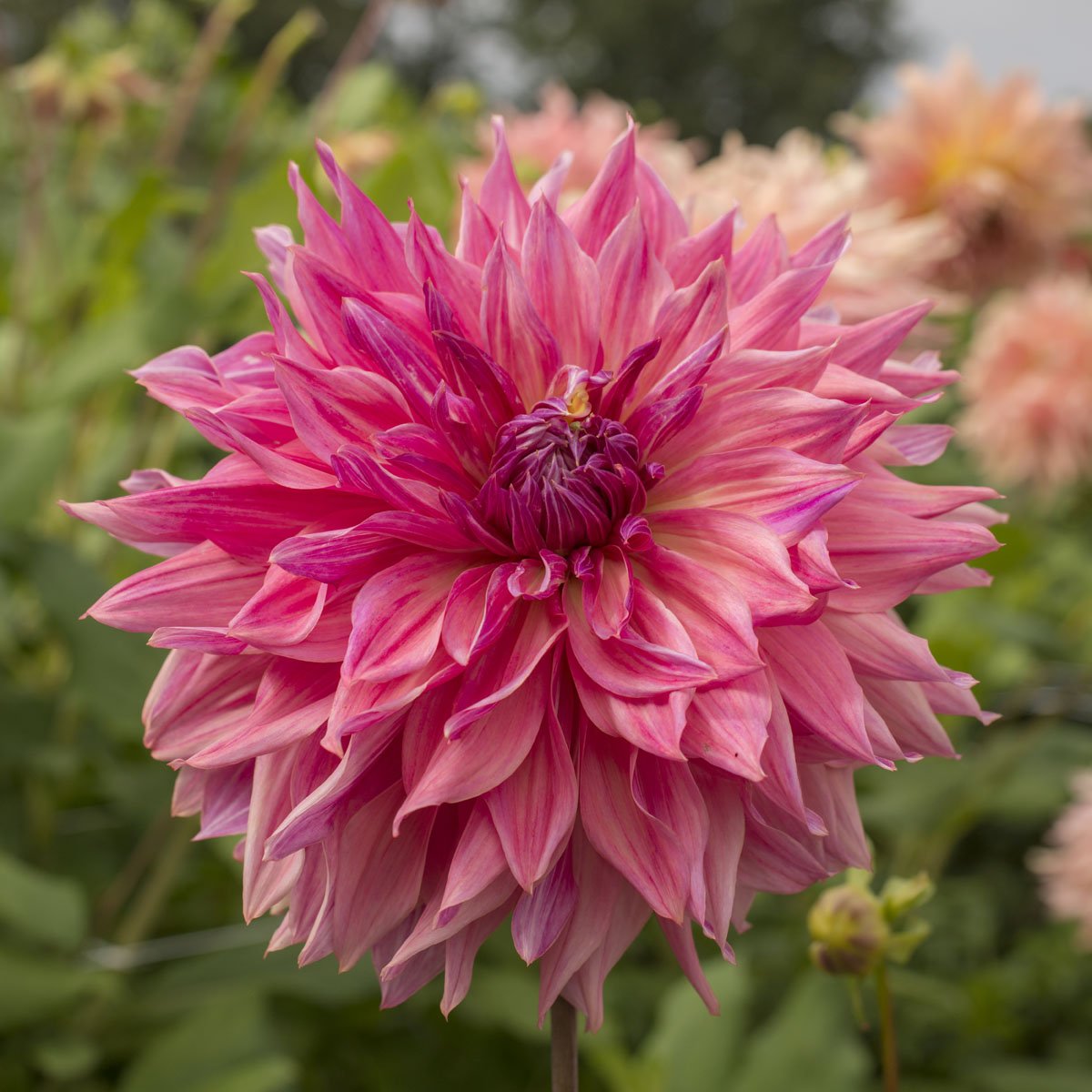 Dahlia Penhill Dark Monarch - roze dahlia - Fluwel