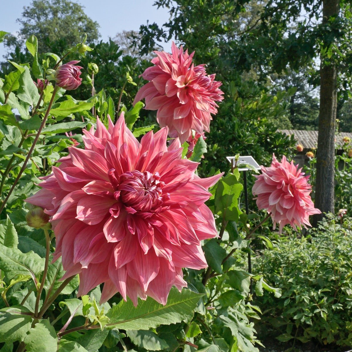 Dahlia Penhill Dark Monarch - roze dahlia - Fluwel