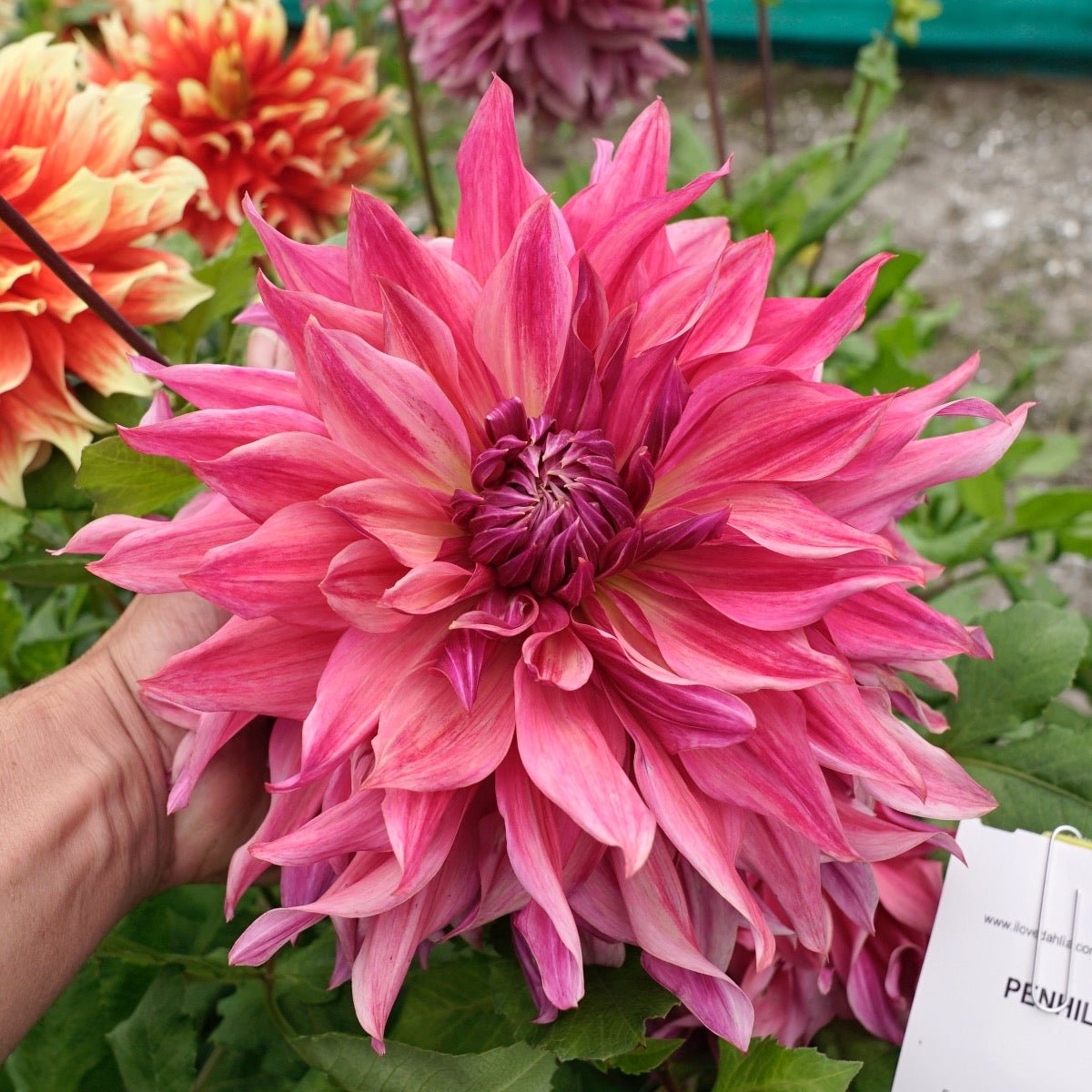 Dahlia Penhill Dark Monarch - roze dahlia - Fluwel