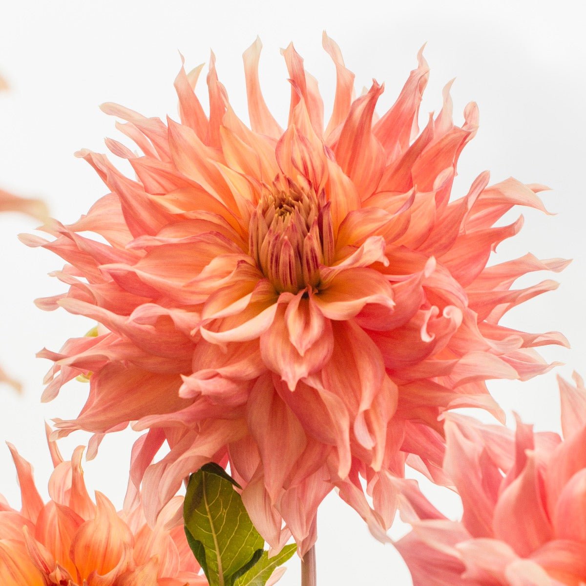 Dahlia Penhill Watermelon - roze dahlia - Fluwel